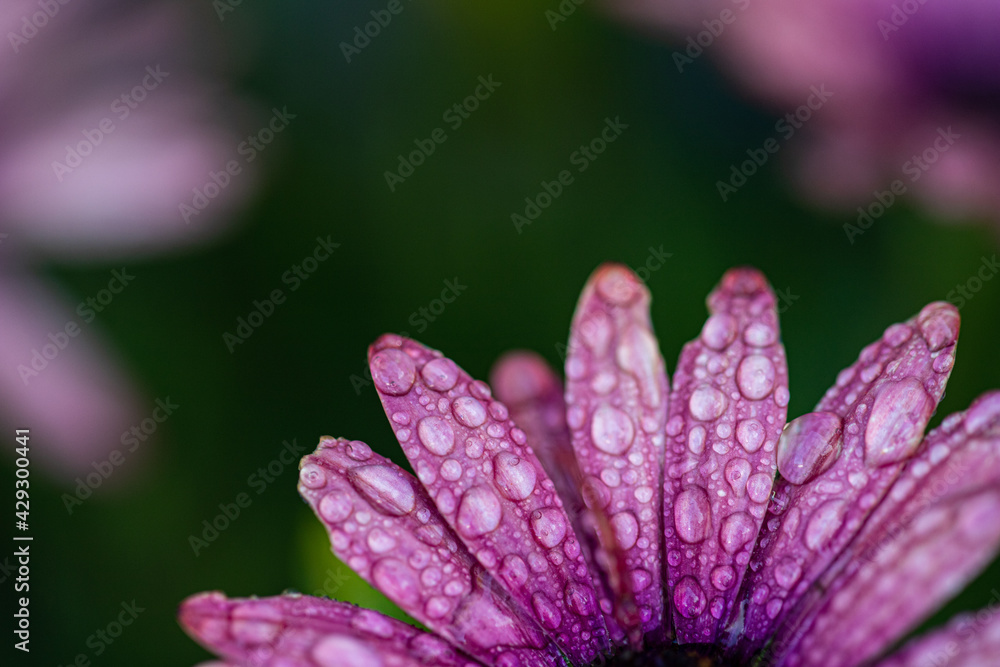 Wall mural Macro Shot of Pink Daisy