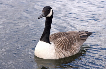 Kanadagans mit schwarzem Kopf und grauem Gefieder auf einem See