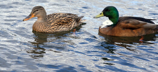 Entenpärchen auf einem See