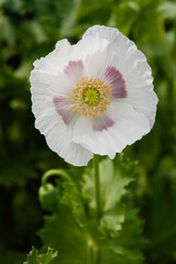 Poppy flowers in the garden