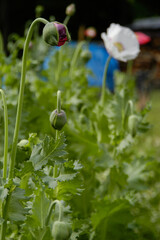 Poppy flowers in the garden