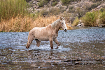 Salt River Wild Horses