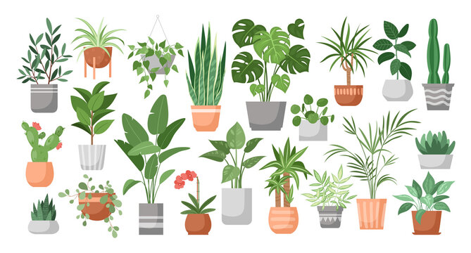 Houseplants. Vector set of house decor with plants, succulents in pot. Indoor exotic flowers with stems and leaves. Monstera, ficus, pothos, yucca, dracaena, cacti, snake plant for home and interior