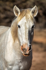 Salt River Wild Horses