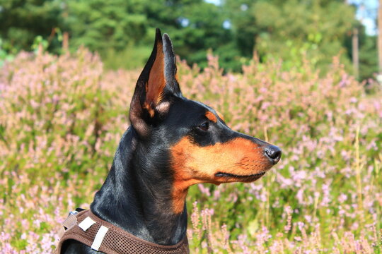 German Pinscher | Deutscher Pinscher