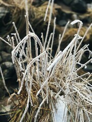 Elbe, Hamburg, Eis, Schnee, Kälte, Natur, Wasser, Bäume, Frost, Himmel, blau, weiß, Natur, Norden Landschaft, Äste, Bäume, Baumkronen, Frost, vereist, Sonne, Fluss, 