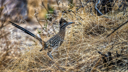 Greater Roadrunner
