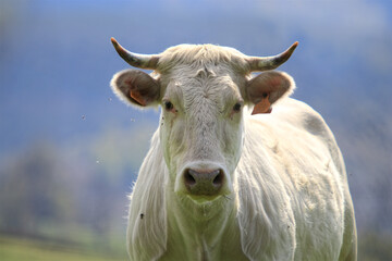 Vache blanche