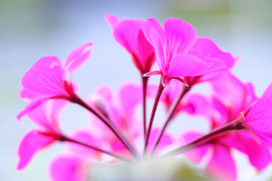 ゼラニウム Images Browse 3 418 Stock Photos Vectors And Video Adobe Stock