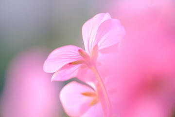 タイトル : ベランダにてガーデニング。ピンクのゼラニウムの花のクローズアップ。花言葉は「決心」「決意』