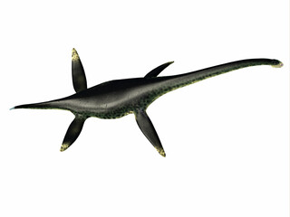 Styxosaurus Reptile Back - Styxosaurus was a predatory marine Plesiosaur reptile that lived in the seas of North America during the Cretaceous Period.