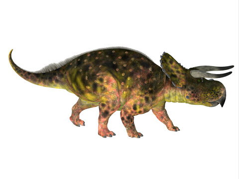 Nasutoceratops Dinosaur Side Profile - Nasutoceratops was a herbivorous Ceratopsid dinosaur that lived in Utah, USA during the Cretaceous Period.