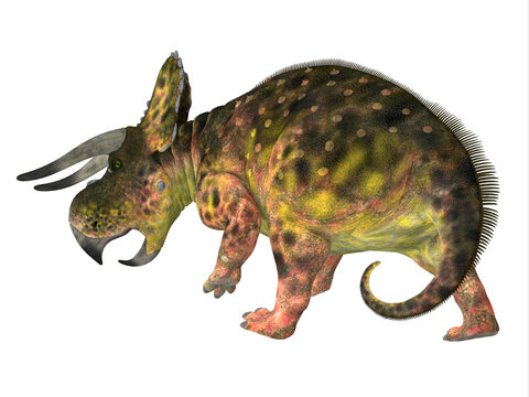 Nasutoceratops Dinosaur Tail - Nasutoceratops was a herbivorous Ceratopsid dinosaur that lived in Utah, USA during the Cretaceous Period.
