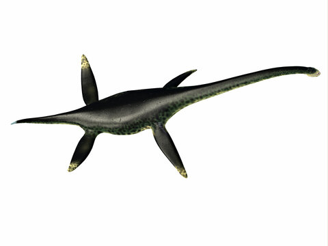 Styxosaurus Reptile Back - Styxosaurus was a predatory marine Plesiosaur reptile that lived in the seas of North America during the Cretaceous Period.