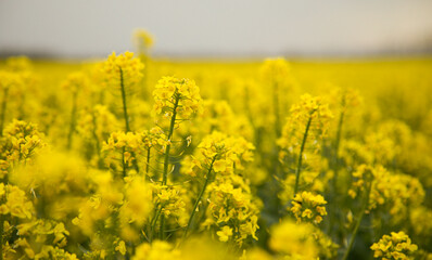 Bright canola field. Flowering rapessed canola. Green energy plant. Oil industry. Blossoming nature...