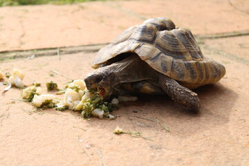 Tortoise eating with mouth open.