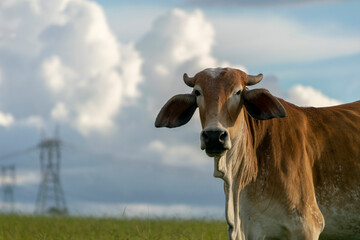 head of brown nellore cattle with space for text