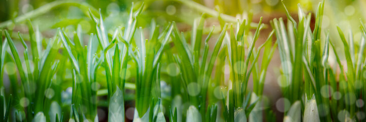 Defocused image of green spring sprouts of crocus flowers.