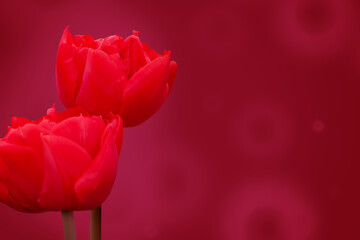 Floral background with bokeh, tulip flower on a red background.