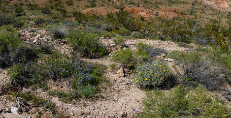 Wildflowers and Shrubs grow in California High Desert