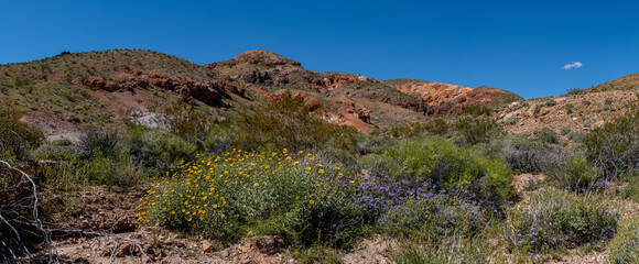 Desert Flowers and Rock Hills