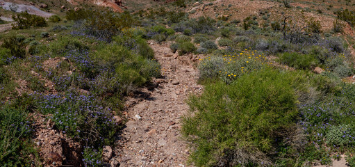 Obraz premium Rocky Dry Streambed in Mojave Desert
