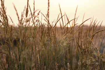 Obraz premium Sunset in the field. Pampas grass at sunset scene. View of grass against dusty sky. Sunset grass silhouette. Golden reed grass. Natural background.