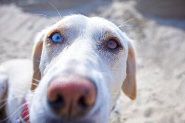 dog with different colored eyes