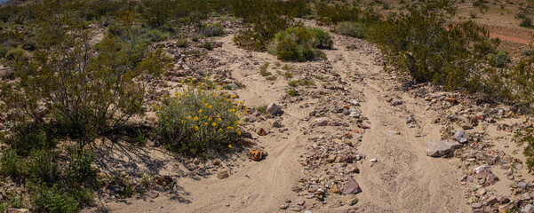 Dry Desert Wash in California Brush