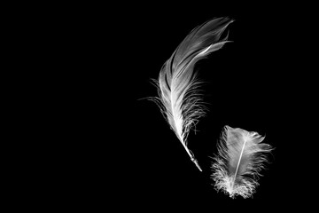 Creative black background with white feathers. Abstract backdrop of swan feathers. Copy space. Minimal, styled concept for bloggers.