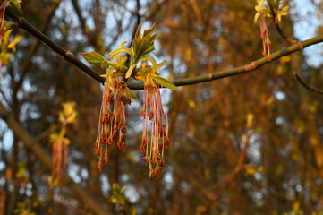 Boxelder (Acer negundo) flowers close up in spring with tree branches in background.
