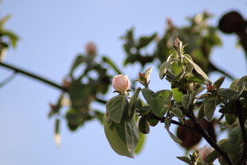 apple tree branch