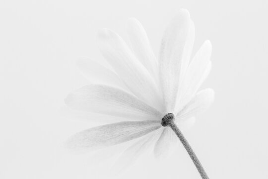 Black and white image of a white Anemone blanda against a white background