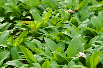 Wild garlic plants detail view