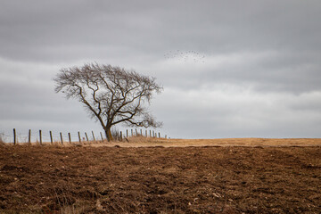 A lone tree on the farm field with fence beside it and a group of birds behind it in a cloudy afternoon.