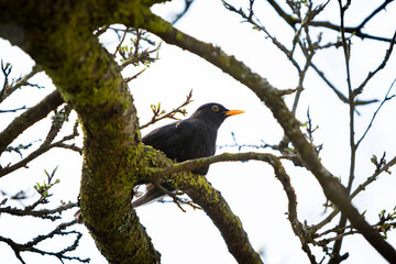 Amsel