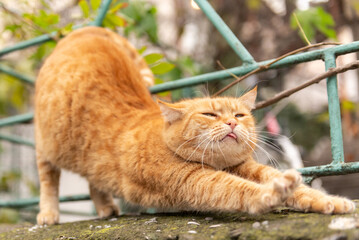 Street cat. Beautiful red cat stretches and shows tongue. Cat stretches on the fence.