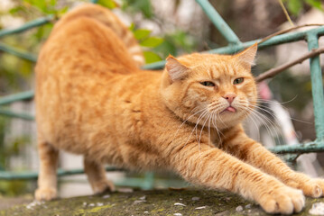 Naklejka na ściany i meble Street cat. Beautiful red cat stretches and shows tongue. Cat stretches on the fence.
