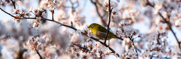 White eyes bird is tweeting on cherry blossom.