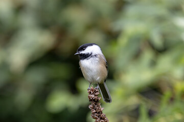 Chickadee on a small perch with a blurred green background