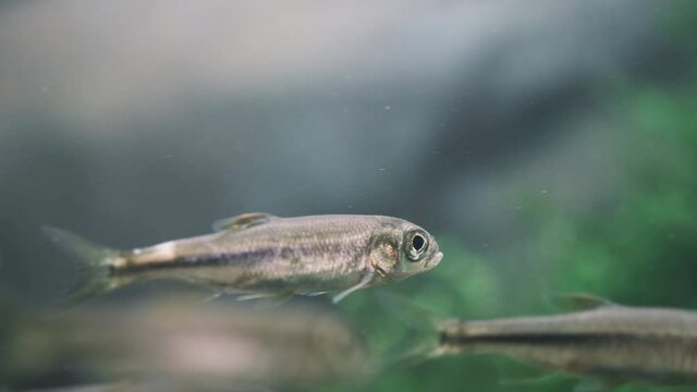 水槽の中を元気に泳ぐカワムツの群れ