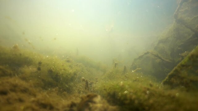 View of the bottom of the lake, underwater scenery with plants, old branches, air bubbles and algae particles. Amazing climate with the rays of the sun shining through and the surface of the water wav