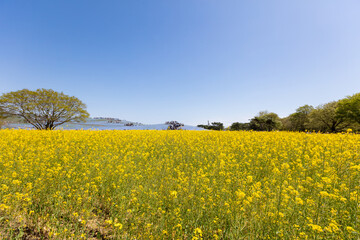 Obraz premium ひたち海浜公園の菜の花とネモフィラ