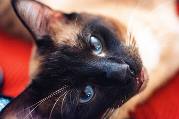 close up of a Siamese cat