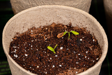Swamp milkweed seedling growing in indoor greenhouse. Gardening and horticulture concept.
