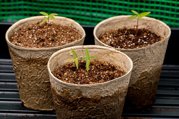 Swamp milkweed seedling growing in indoor greenhouse. Gardening and horticulture concept.