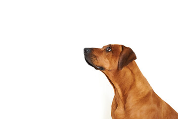 Profile portrait of Rhodesian ridgeback dog looking up on white background with copy space