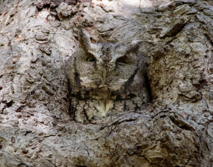 Eastern screech owl resting in a safe spot in a tree - camouflaged right into the bark