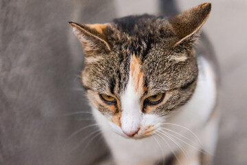 Street cat. The cat looks down. Close-up of the cat's head.