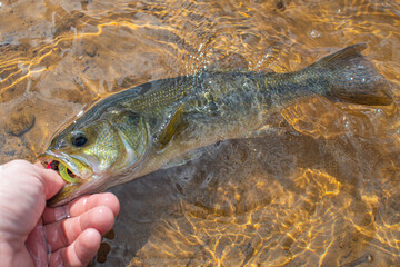 Holding nice summer catch, bass fishing in fresh water lake